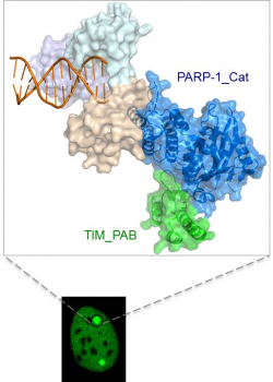 Timeless and PARP-1 are co-trapped at damaged DNA sites in cells treated with PARP inhibitor.